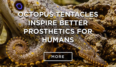 octopus with words Octopus tentacles inspire better prosthetics for humans